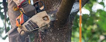 Best Emergency Tree Removal  in Ocean View, DE